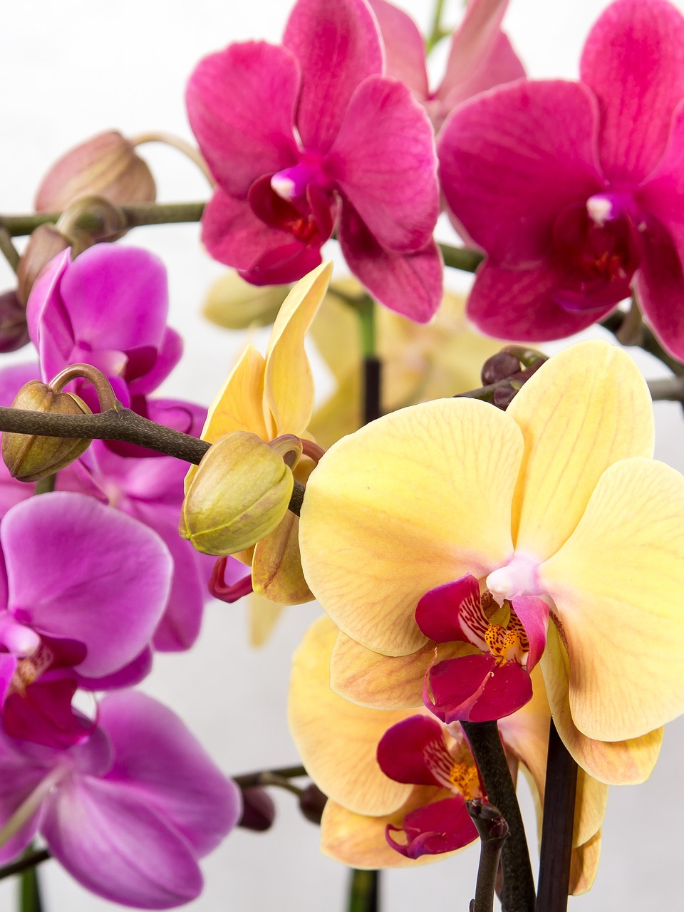 orchid, phalaenopsis, butterfly orchid-564125.jpg